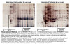 HemoVoid™ - Hemoglobin Depletion From Erythrocytes