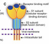 SARS-CoV-2 full-length Trimeric Spike Recombinant Antigen B.1.617.2 Mutation (Delta Variant)