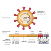 SARS-CoV-2 full-length Trimeric Spike Recombinant Antigen B.1.1.7 Mutation (UK Variant)