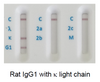 Rat IgG1 kappa light chain GENISOTYPE02