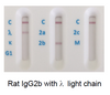 Rat IgG2b lambda light chain GENISOTYPE02