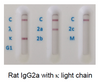Rat IgG2a kappa light chain GENISOTYPE02
