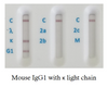 Rat Antibody Isotyping card