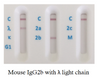 Rat Antibody Isotyping card