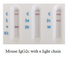 Rat Antibody Isotyping card