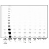 hTERT Antibody