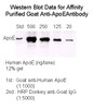 Goat Anti-Human Apolipoprotein E Affinity Pure