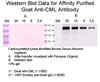 Goat Anti-CML (Carboxymethyl-lysine) Affinity Pure