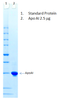 Human Apolipoprotein AI (Apo AI)