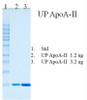 Ultra Pure Human Apolipoprotein AII (Apo AII)