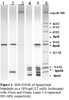 Human Apo B-100 SDS-PAGE Standard