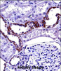 Immunohistochemistry (IHC) of anti-MCOLN1 antibody