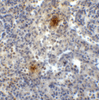 TIGIT Antibody [2B5] | SD8824
