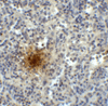 TIGIT Antibody [2F7] | SD8827