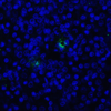 TIGIT Antibody [2C6] | SD8828