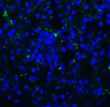 TIGIT Antibody [2C7] | SD8829