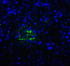 TIGIT Antibody [2D7] | SD8830