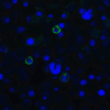 TIGIT Antibody [2D7] | SD8830