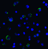 LAG-3 Antibody [2A11] | SD8837