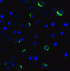 LAG-3 Antibody [1A6] | SD8839