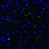 LAG-3 Antibody [1C6] | SD8842
