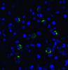 LAG-3 Antibody [1A8] | SD8843