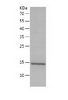 A29L Recombinant protein |