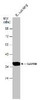 GAPDH antibody | GTX100118