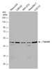 TSG101 antibody [4A10] | GTX70255