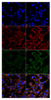 Ferroptosis / Oxytosis Antibody Panel | ARG30337
