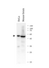 Pyroptosis Antibody Panel | ARG30330