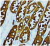Pyroptosis Antibody Panel | ARG30330