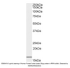 Goat Anti-AIF1 / IBA1 (isoform 1 and 3) Antibody | EB05419