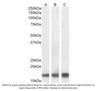 Goat Anti-AIF1 / IBA1 (isoform 1 and 3) Antibody | EB05419