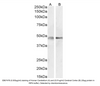 Goat Anti-GFAP Antibody | EB07478