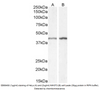 Goat Anti-Smooth muscle alpha-actin Antibodyy | EB06450