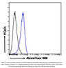 Goat Anti-AIF1 / IBA1 (isoform 3) Antibody | EB07174