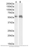 Goat Anti-Perilipin 1 (C Terminus) Antibody | EB07728