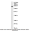 Goat Anti-PGC1A/PPARGC1A Antibody | EB07856