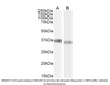 Goat Anti-GAPDH (C Terminus) Loading Control Antibody | EB06377