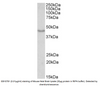 Goat Anti-Doublecortin / DCX (aa232-242) Antibody | EB10781