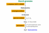 Total Starch Assay Kit (AA/AMG) | K-TSTA-100A