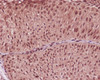 Anti-GAPDH Rabbit Monoclonal Antibody | M00227-1