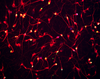 Cortical Glutamatergic Neurons | BX-0300