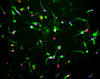 Cryopreserved Human Mixed Cortical Neurons | BX-0500