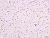 Caspase-9 Polyclonal Antibody | bs-0050R