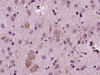FADD Polyclonal Antibody | BS-0511R