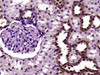 FADD Polyclonal Antibody | BS-0511R