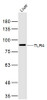 TLR4 Polyclonal Antibody | BS-20595R