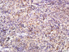 TLR4 Polyclonal Antibody | BS-20595R